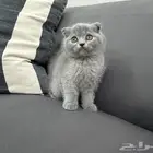 كتن سكوتش انثى فولد بيور للبيع