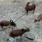 3ثيران وانثى للبيع