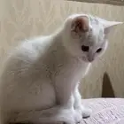 قطه للبيع