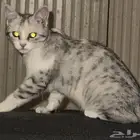 المهدية