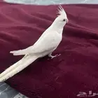 طائر كروان بينو