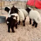 البهم نعيم شحم يوجد توصيل ذبح