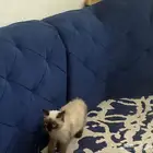 بسه للبيع