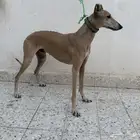 سلوقي للبيع
