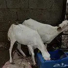 2 رخال قنوه سلمه من جميع الأمراض