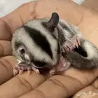 زوج سنجاب طائر   فرخ