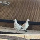 افريقي ابوجفون ابرق طبه كبيره