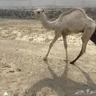قعود ذكر