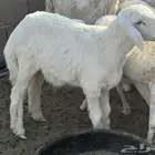 بهم للبيع الموقع الجمش