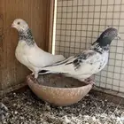 حمام باكستاني