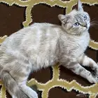 قطه انثى للتبنى