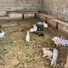 أرنب فرنسي