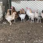 دجاج للبيع العمر ثلاث شهور