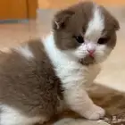 سكوتش فولد ذكر تم الحجز