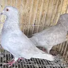 جوز زاجل اوبل