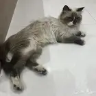 قطط