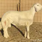 مشروع فحل فاخر من حلال مشعل غازي الوذيناني