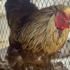 دجاج براهما