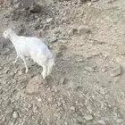 خروف لأعلى سومه