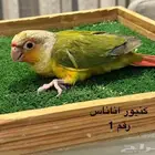 فروخ كنيور غر