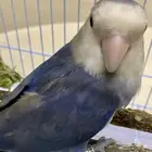 روز ذكر للبيع