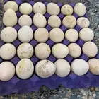 بيض رومي سوبر جامبوا