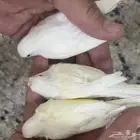 أناثي كناري بيض