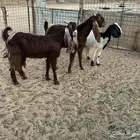 معزاء مضريع اشباب ونجديه والد