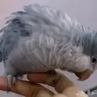 كويكر ازرق انثى اليفه