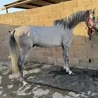 مهر واهو مكس جمال