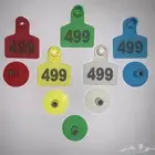 ترقيم مواشي   اغنام