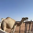 بكرة قصب