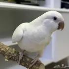 كويكر البيتو
