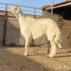 فحل حري مشروط