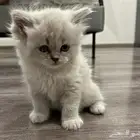 قط مهجن سكوتش  شيرازي