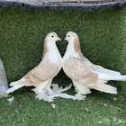 زوج حمام شيرازي