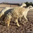 حريات صنف دفيع منوة ألقاني (تم البيع)