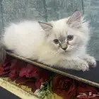 قطط كيتن شهرين للبيع