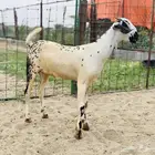 جفرة بيشية