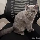 ذكر سكوتش للتزاوج