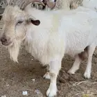 تيس صيني صني ثني