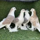 حمام شيرازي للبيع