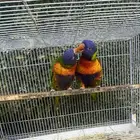 زوج لوري ريمبو منتج منتج عنده بيضه حاليا