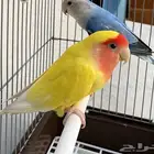 روز لاتينو ذكر