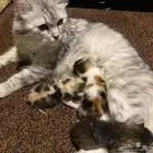 قطط للتبني