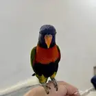 للبيع طير لوري للبيع أليف