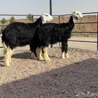 ارخال نجد صنف