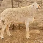 طلي حري فحل مشروط