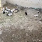 الأرنب