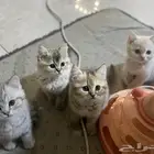 قطط للبيع